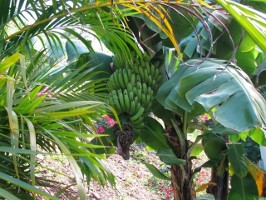 Banana Tree