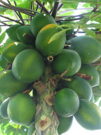 Papaya