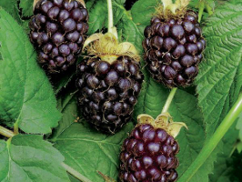 Boysenberry